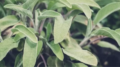 Natural Hair-Care Formulations Featuring Sage Oil for Concepts Related to Hair Shedding